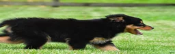 Australian Shepherd dogs for sale: Becka - Ad 8