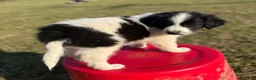 Mixed Breed dogs for sale: Markey - Ad 5