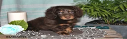 Miniature Dachshund dogs for sale: Cody - Ad 3