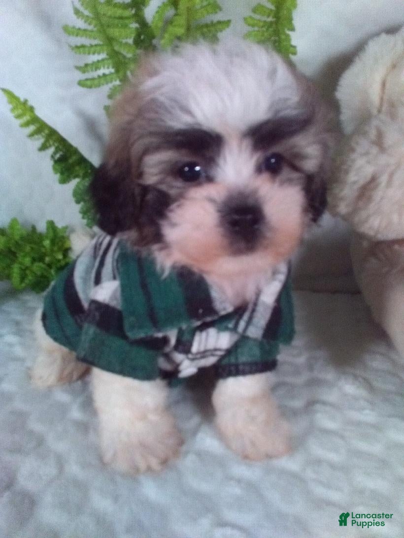 Teddy Bear dogs Chewy - Ad 2