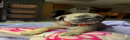 Mixed Breed dogs for sale: Felon - Ad 4