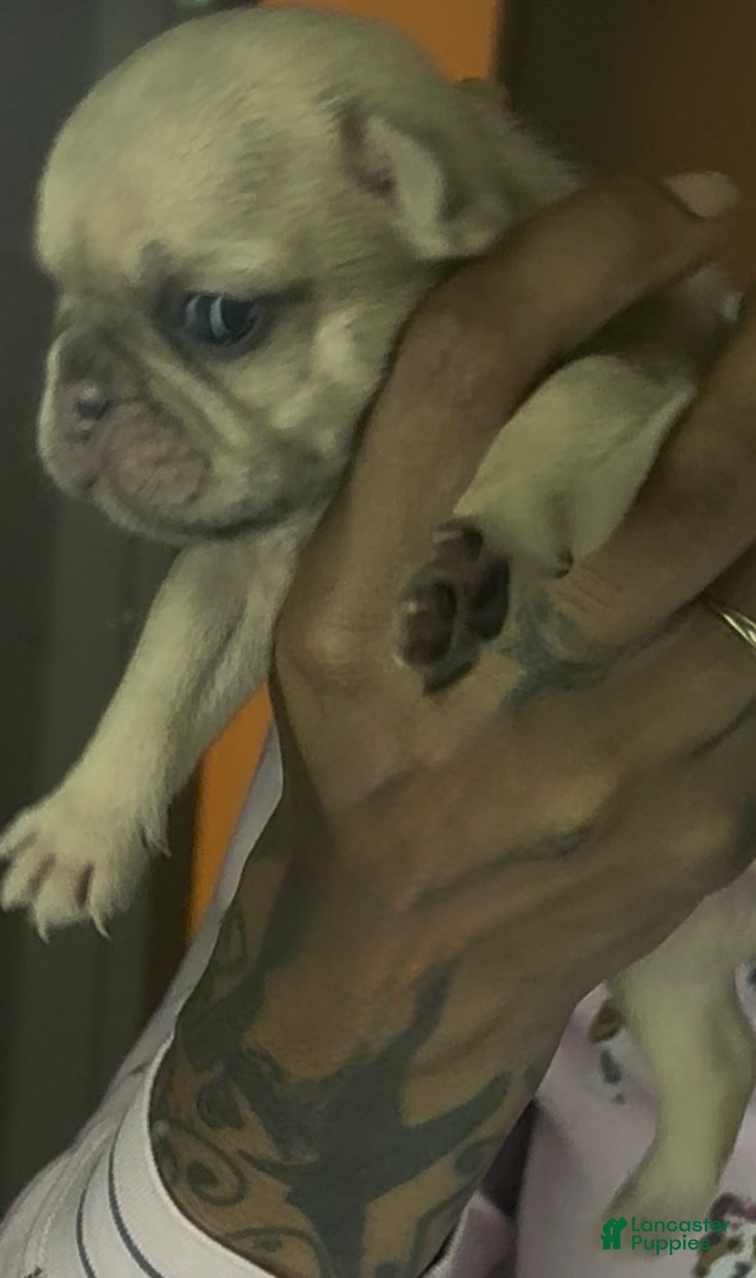 French Bulldog dogs for sale: French Bulldog Puppy 6 - Ad 3