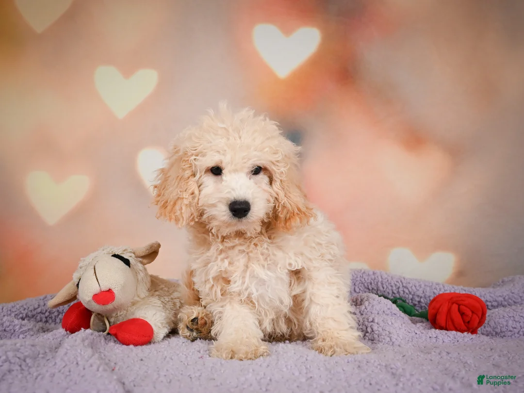 Cavapoo dogs for sale: pete - Ad 2