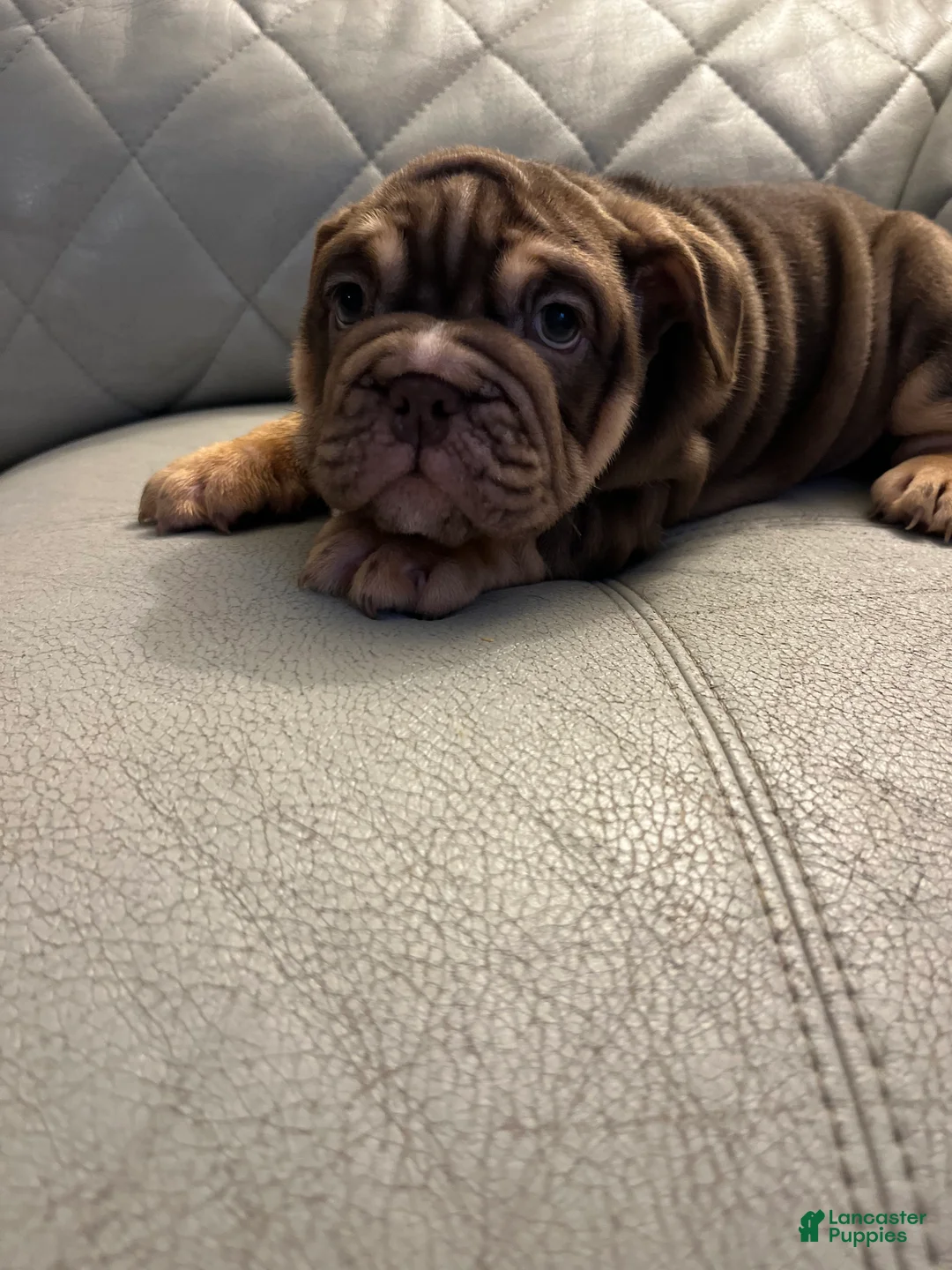 English Bulldog dogs for sale: English Bulldog Puppy 3 - Ad 2