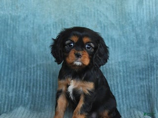 Cavalier King Charles Spaniel dogs Callie - Ad 6