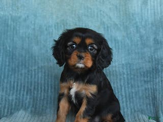 Cavalier King Charles Spaniel dogs Callie - Ad 34