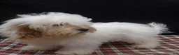 Shihpoo dogs for sale: Joker - Ad 2