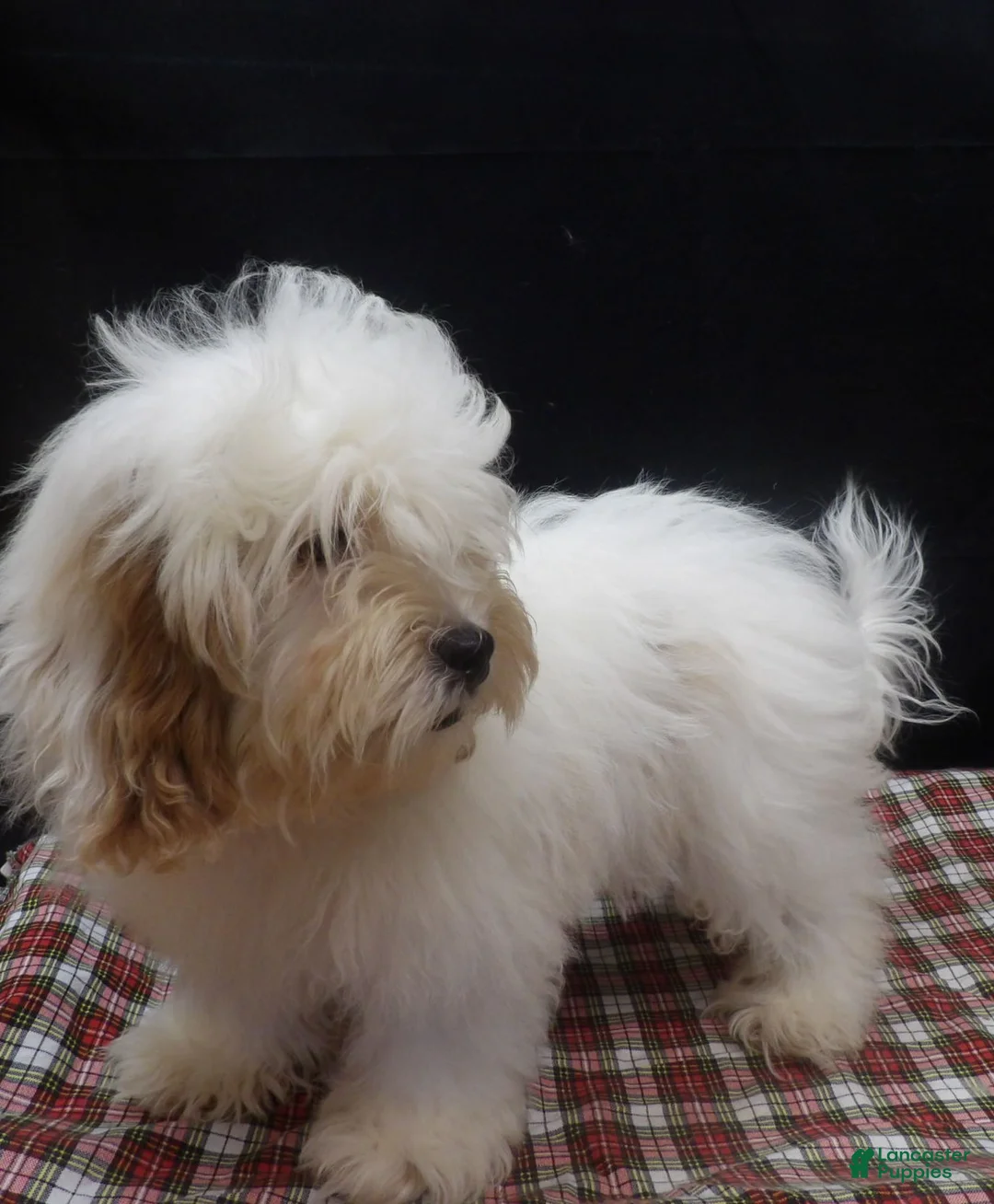 Shihpoo dogs for sale: Joker - Ad 2