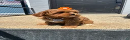Mixed Breed dogs for sale: Mixed Breed 2 - Ad 2