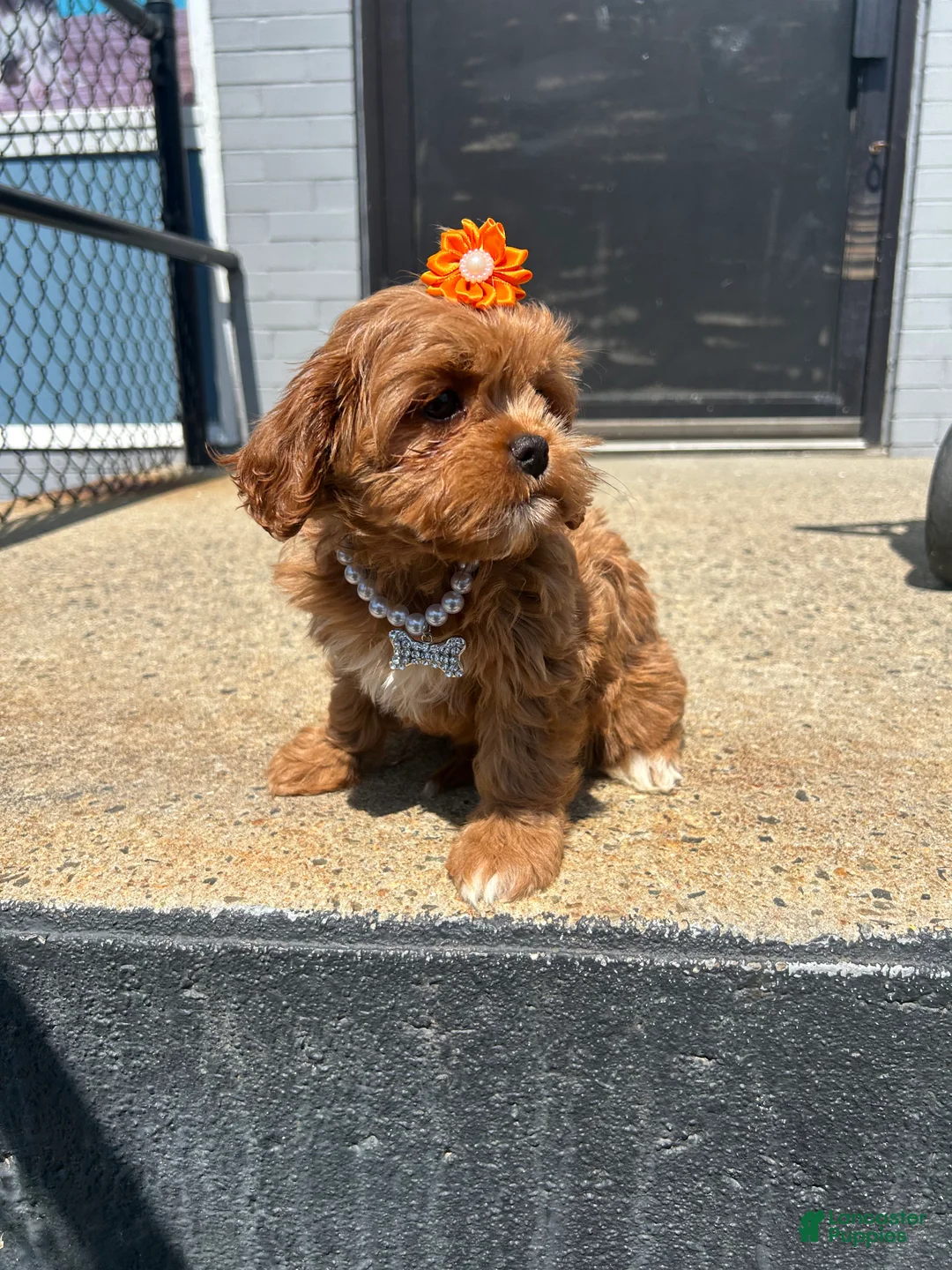 Mixed Breed dogs for sale: Mixed Breed 2 - Ad 2