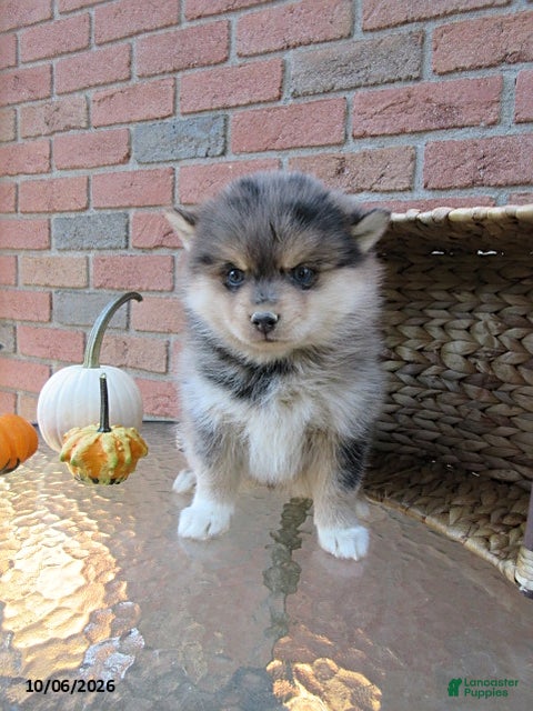 Oscar (Pomsky, Male) in Holmesville, OH