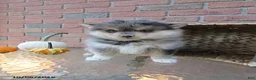 Pomsky dogs for sale: Oscar - Ad 1