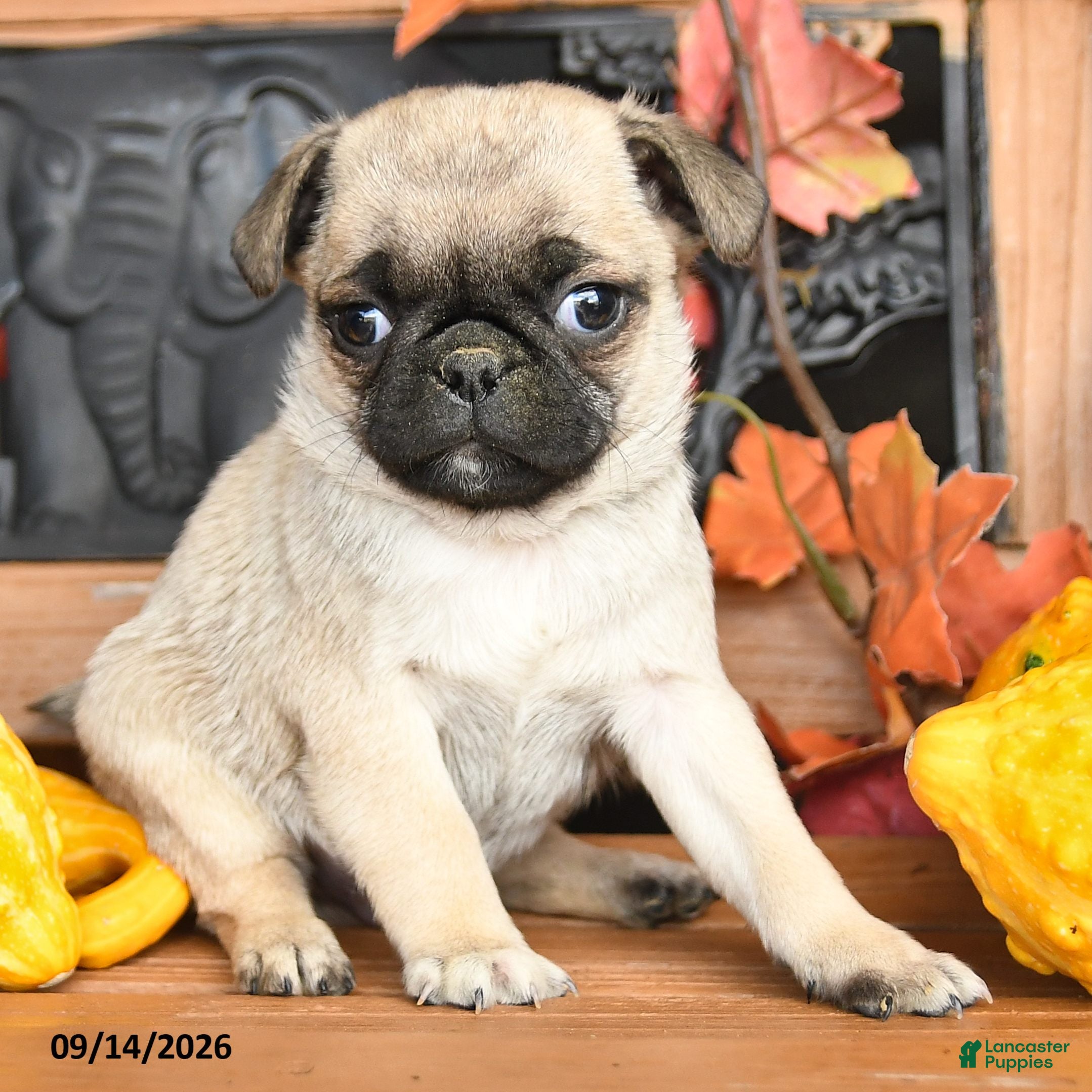 Pug dogs Billy - Ad 2