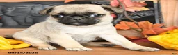 Pug dogs for sale: Billy - Ad 2