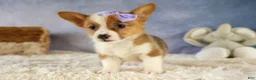 Welsh Corgi Pembroke dogs for sale: Yo-Yo 💕 - Ad 10
