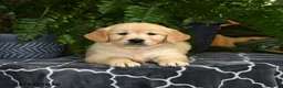 Golden Retriever dogs for sale: Holly - Ad 3
