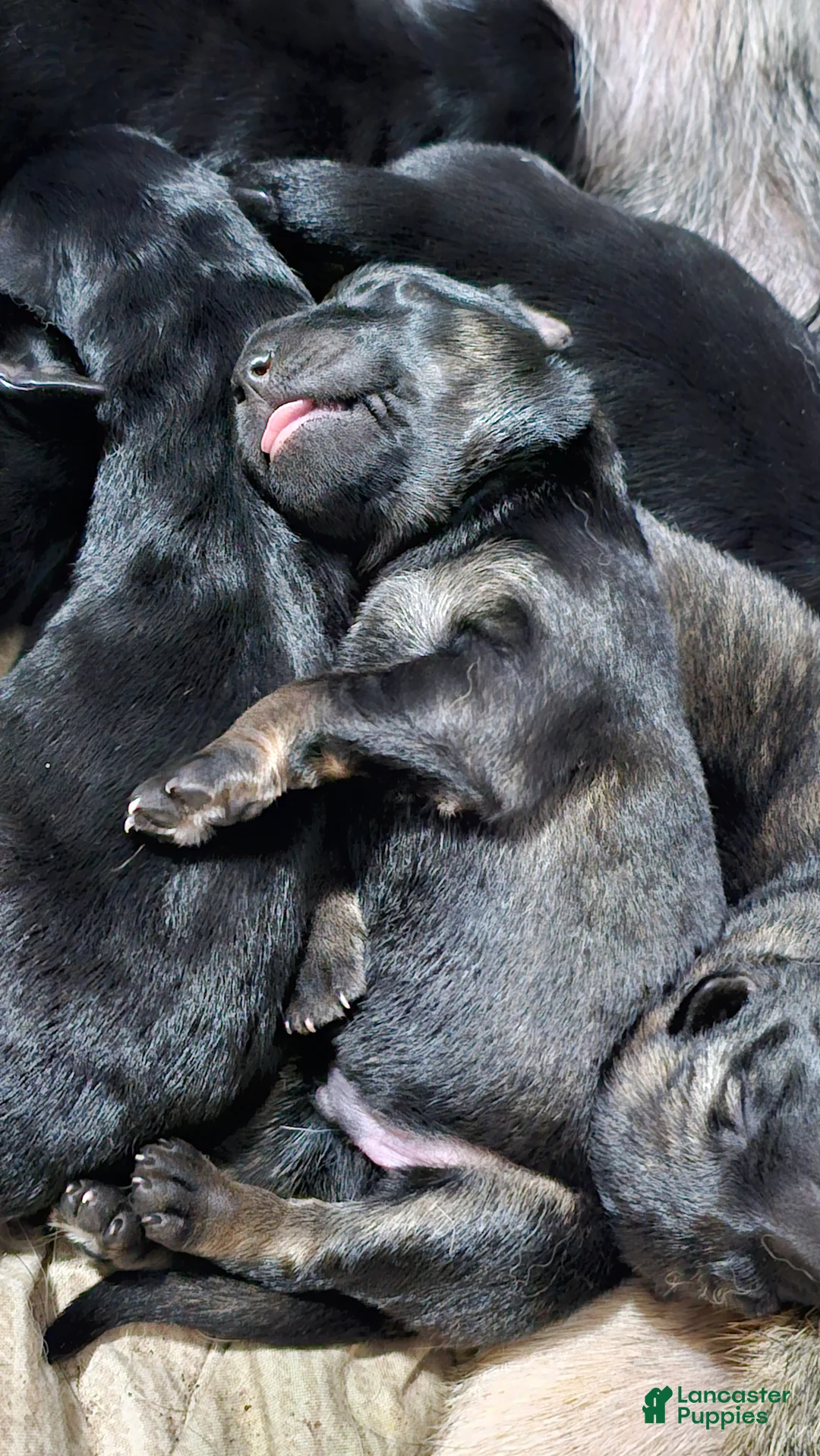 German Shepherd dogs for sale: German Shepherd Puppy 8 - Ad 1