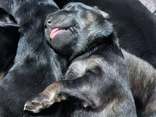 German Shepherd dogs German Shepherd Puppy 8 - Ad 18