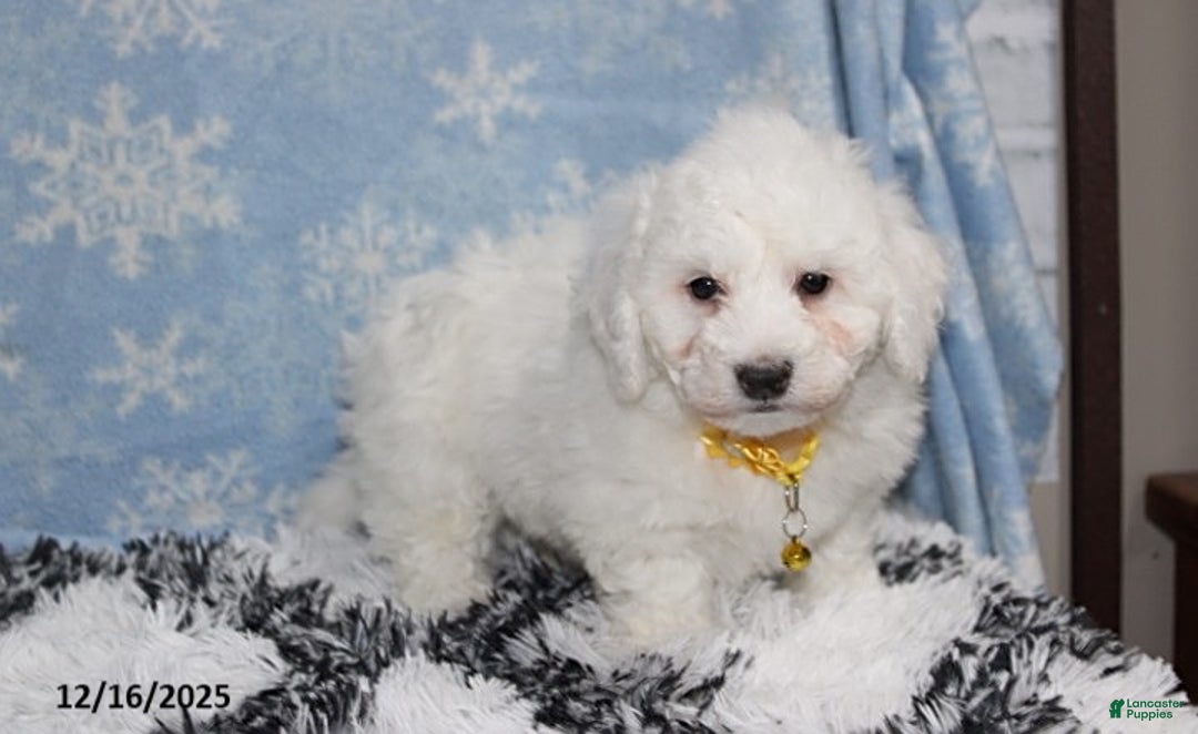 Bichon Frise dogs for sale: Rory - Ad 3