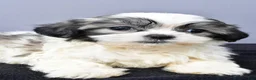 Malshi dogs for sale: Jade - Ad 3