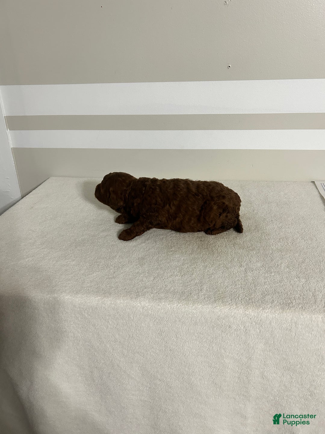 Mini Goldendoodle dogs for sale: Colton - Ad 7