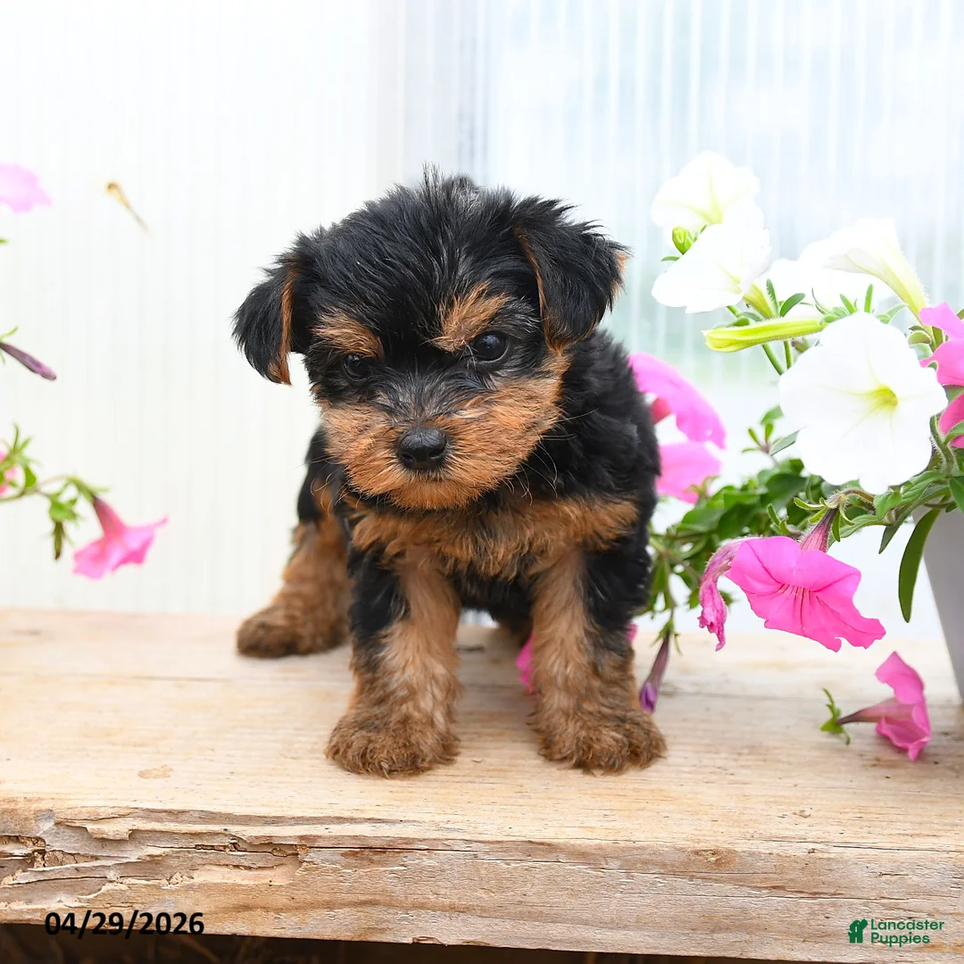 Morkie dogs for sale: Andrew - Ad 3