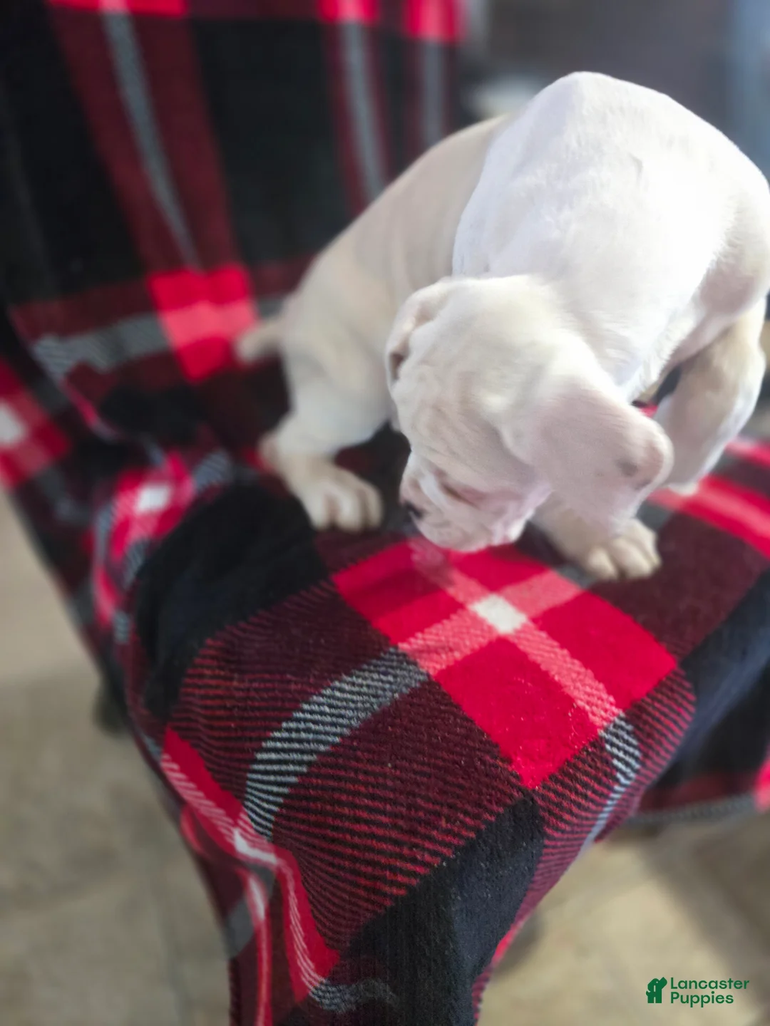 Boxer dogs for sale: Jimmy - Ad 8