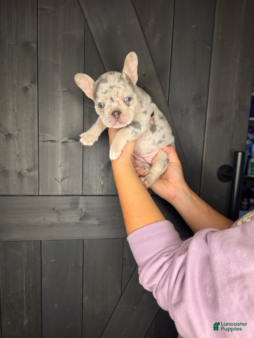 French Bulldog dogs for sale: French Bulldog Puppy 5 - Ad 1