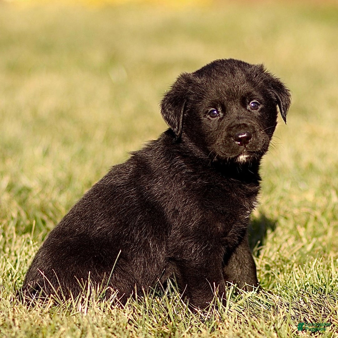 Mixed Breed dogs for sale: Loki - Ad 2