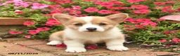 Welsh Corgi Pembroke dogs for sale: Gip  - Ad 1