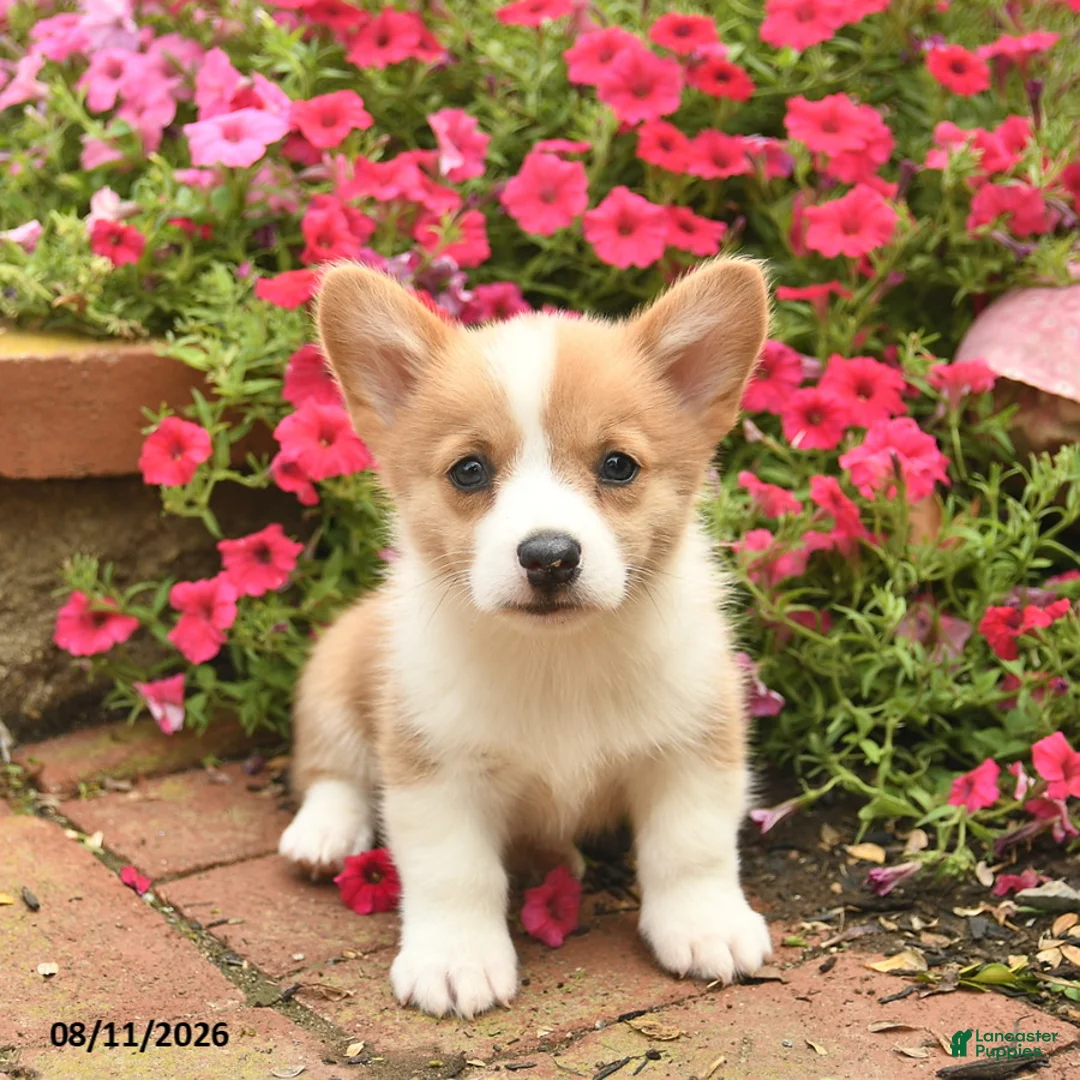 Welsh Corgi Pembroke dogs for sale: Gip  - Ad 1