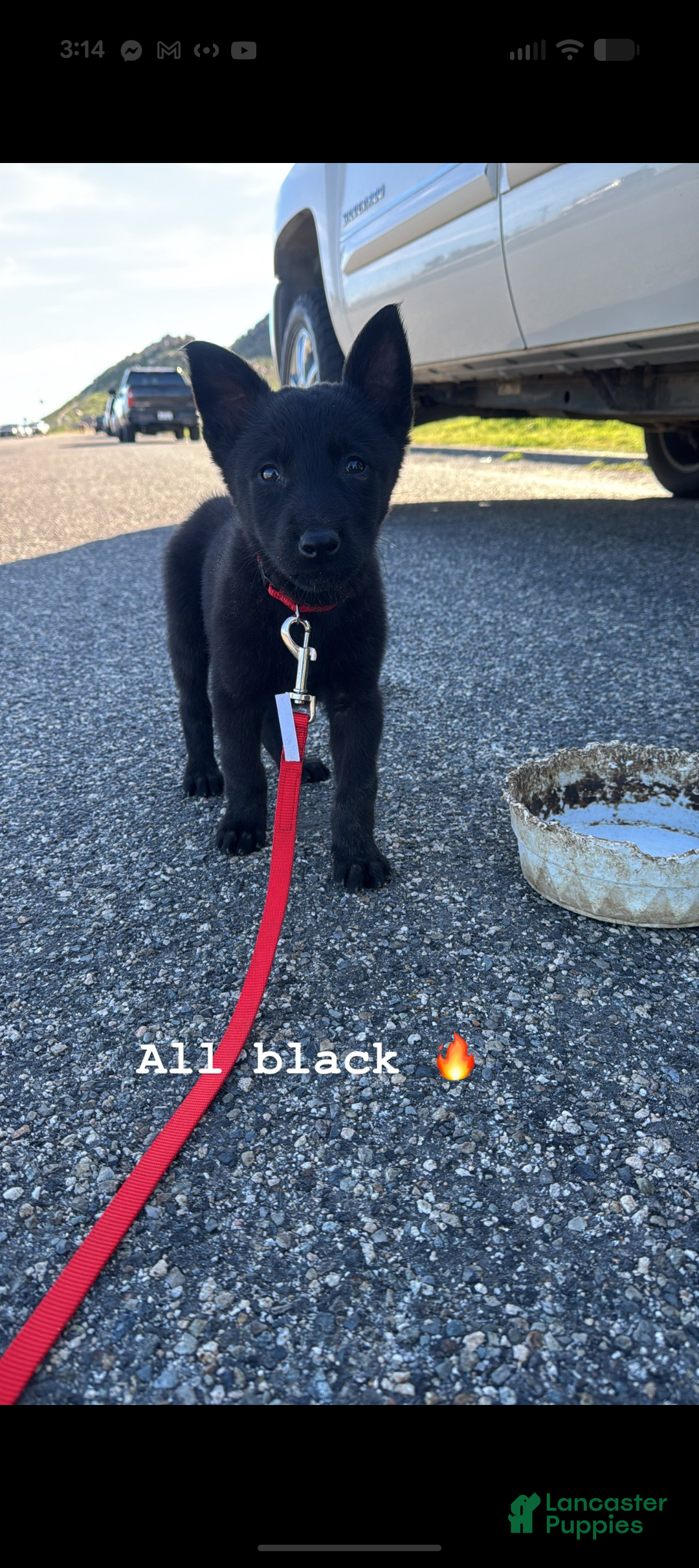 Belgian Malinois dogs Belgian Malinois Puppy 1 - Ad 4