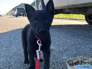 Belgian Malinois dogs Belgian Malinois Puppy 1 - Ad 1