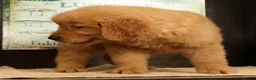 Golden Retriever dogs for sale: Harry - Ad 9