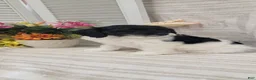 Cockapoo dogs for sale: Syria  - Ad 5