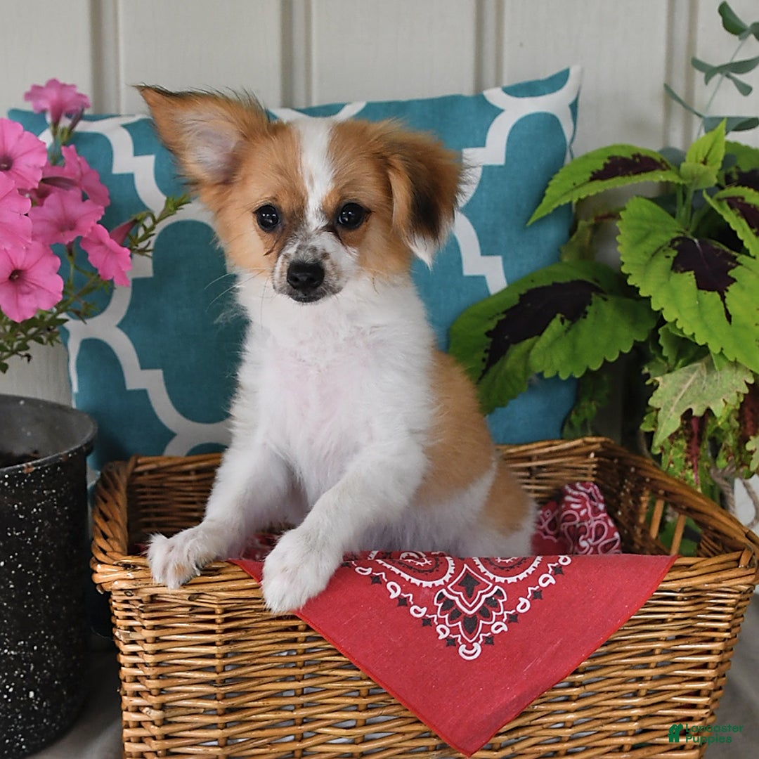 Papillon dogs for sale: Alex - Ad 19