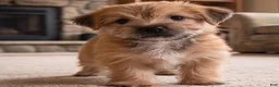 Morkie dogs for sale: Molly - Ad 5
