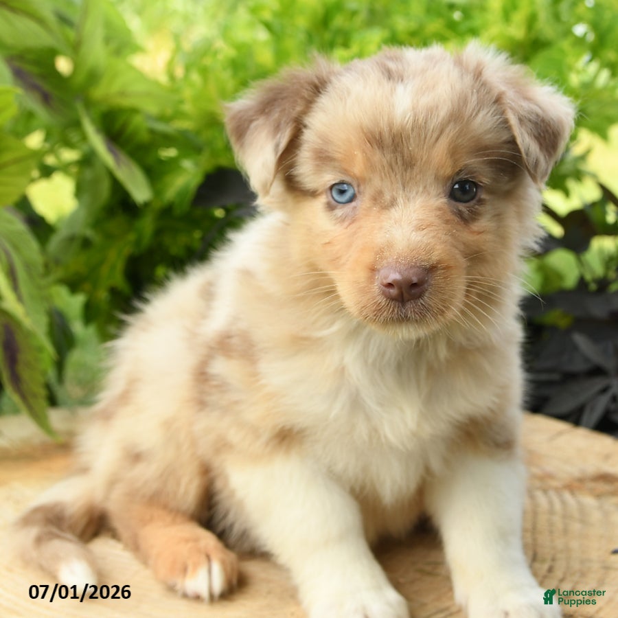Australian Shepherd dogs Pearl - Ad 2
