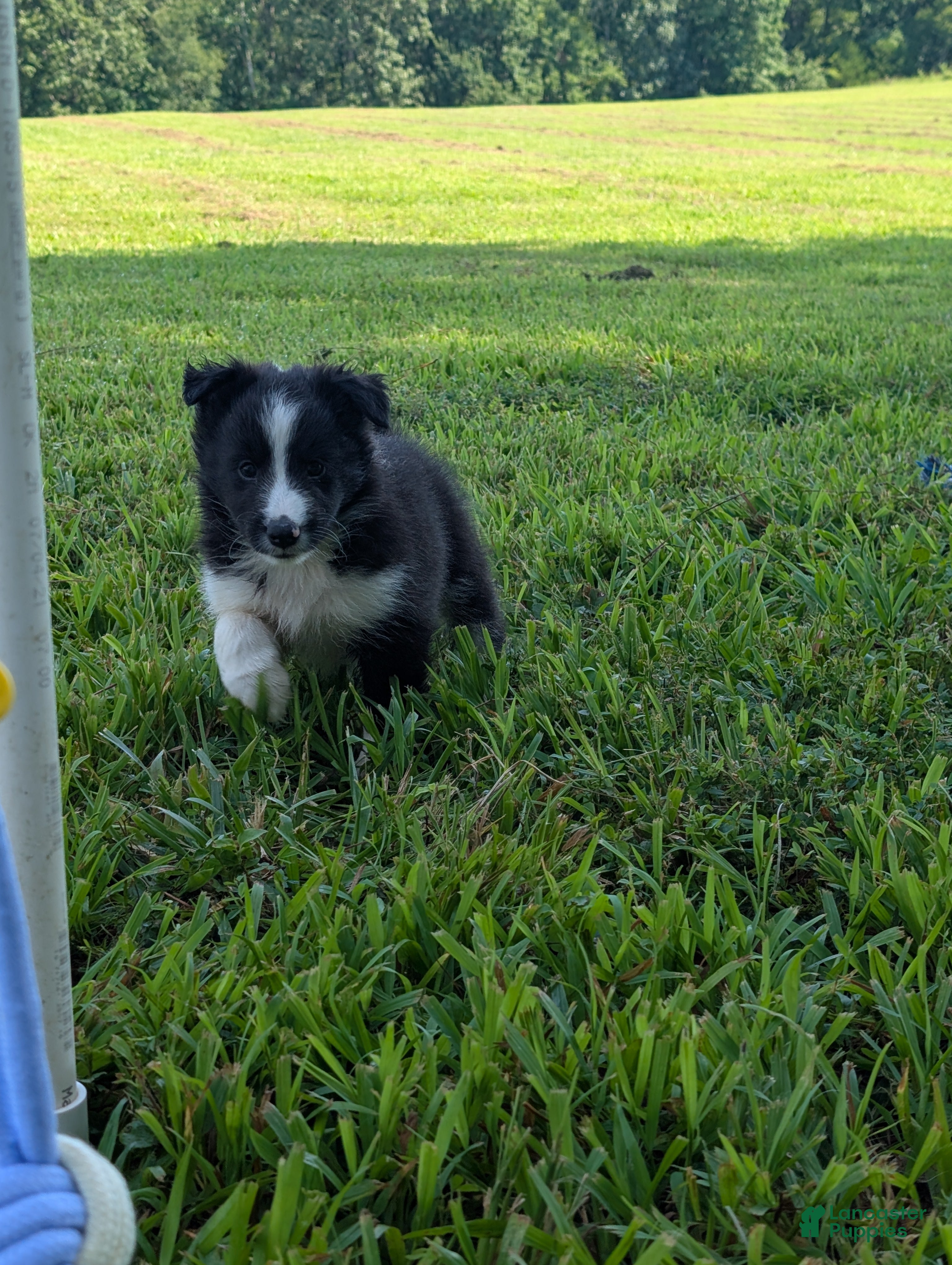 Shetland Sheepdog dogs Tucker - Ad 2