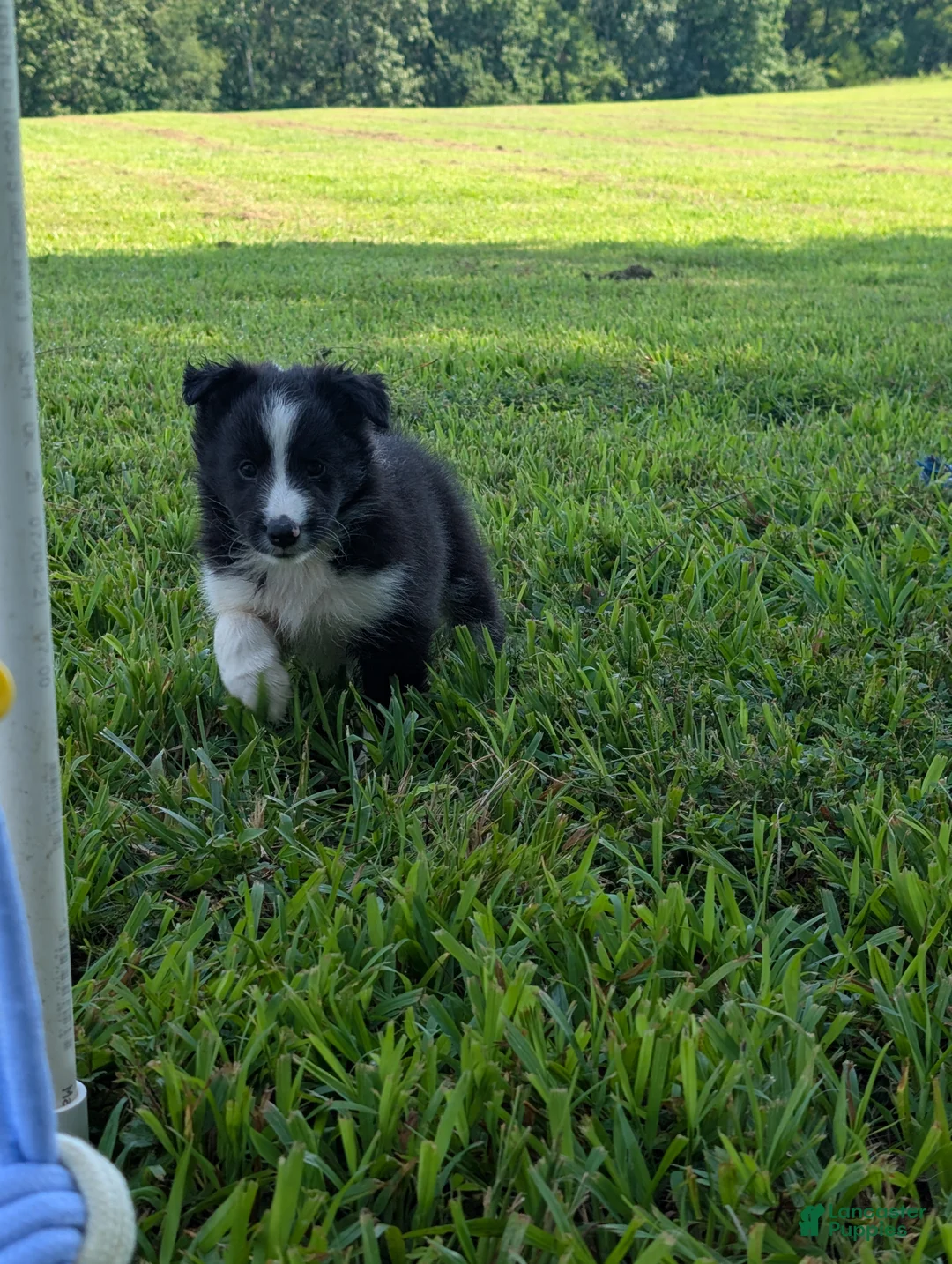 Shetland Sheepdog dogs for sale: Tucker - Ad 2