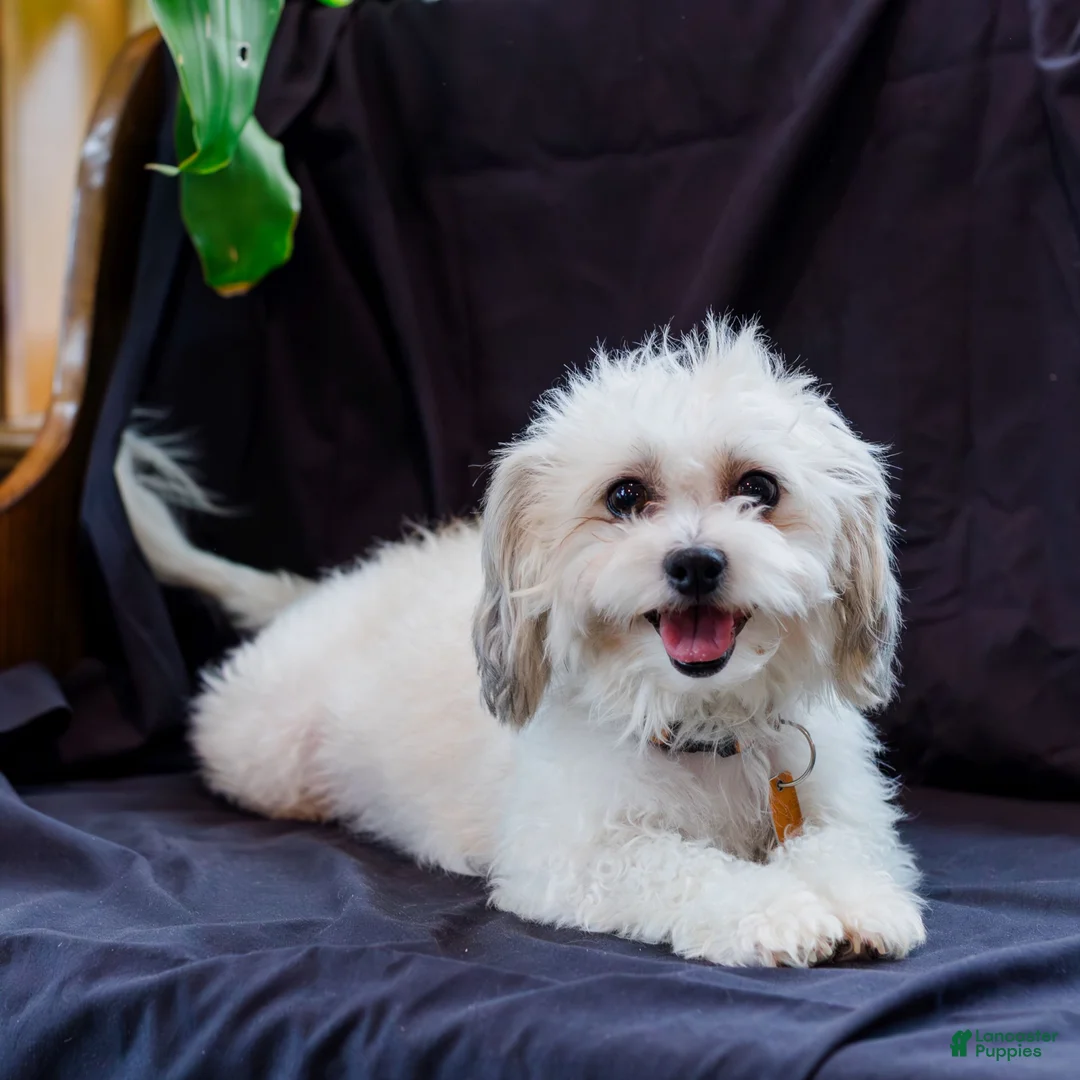 Teddy Bear dogs for sale: Rusty  - Ad 5