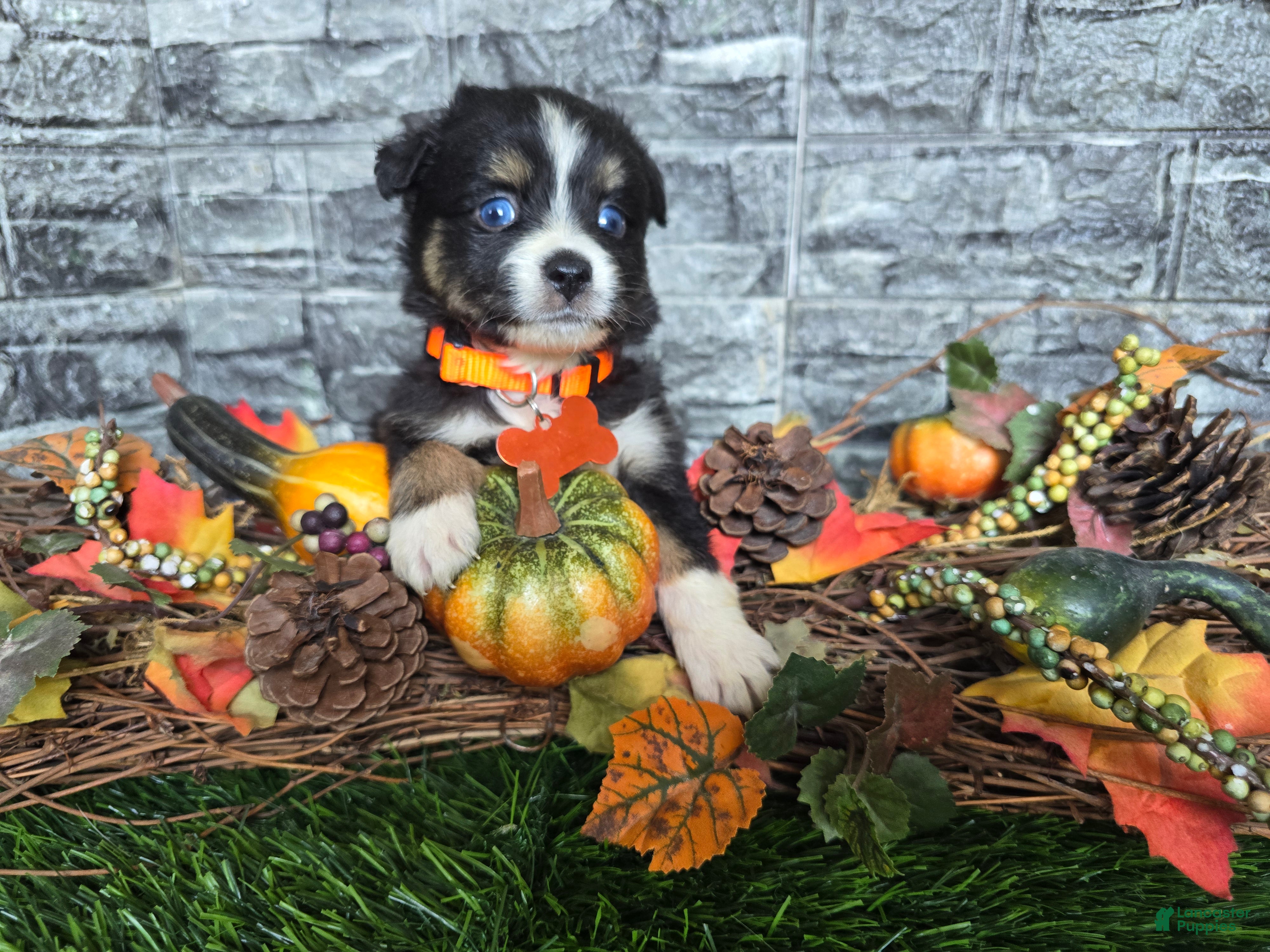 Toy Australian Shepherd dogs Boy 1 - Ad 1