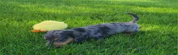 Miniature Dachshund dogs for sale: Trigger  - Ad 14