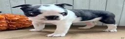 Boston Terrier dogs for sale: Crystal Female Boston Terrier - Ad 5