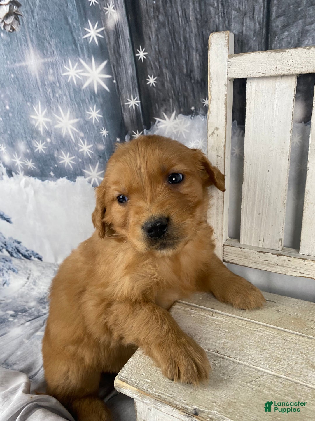 Golden Retriever dogs for sale: Molly - Ad 3