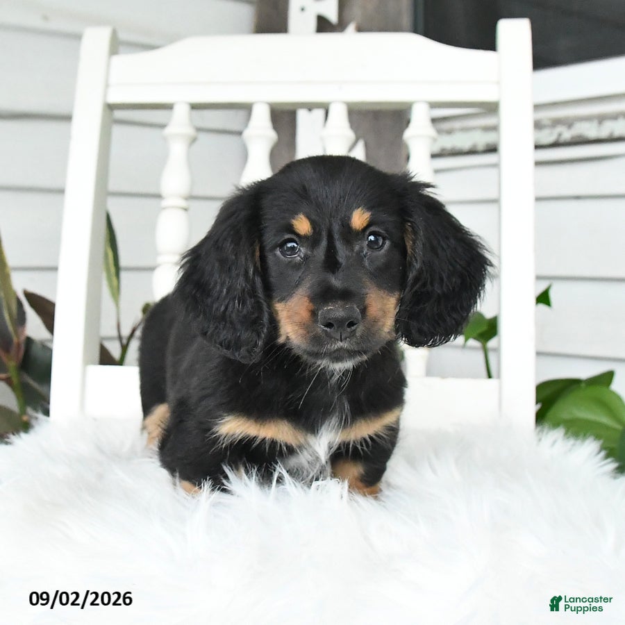 Dachshund dogs Shadow - Ad 2