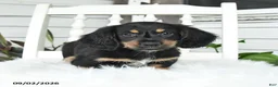 Dachshund dogs for sale: Shadow - Ad 2