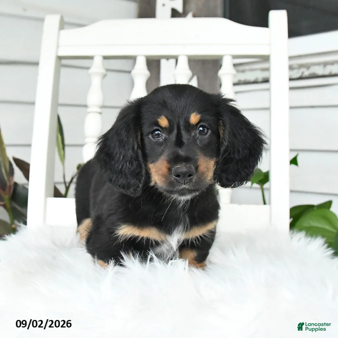 Dachshund dogs for sale: Shadow - Ad 2