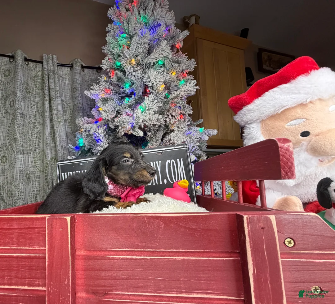 Miniature Dachshund dogs for sale: AKC Russian pra clear - Ad 62