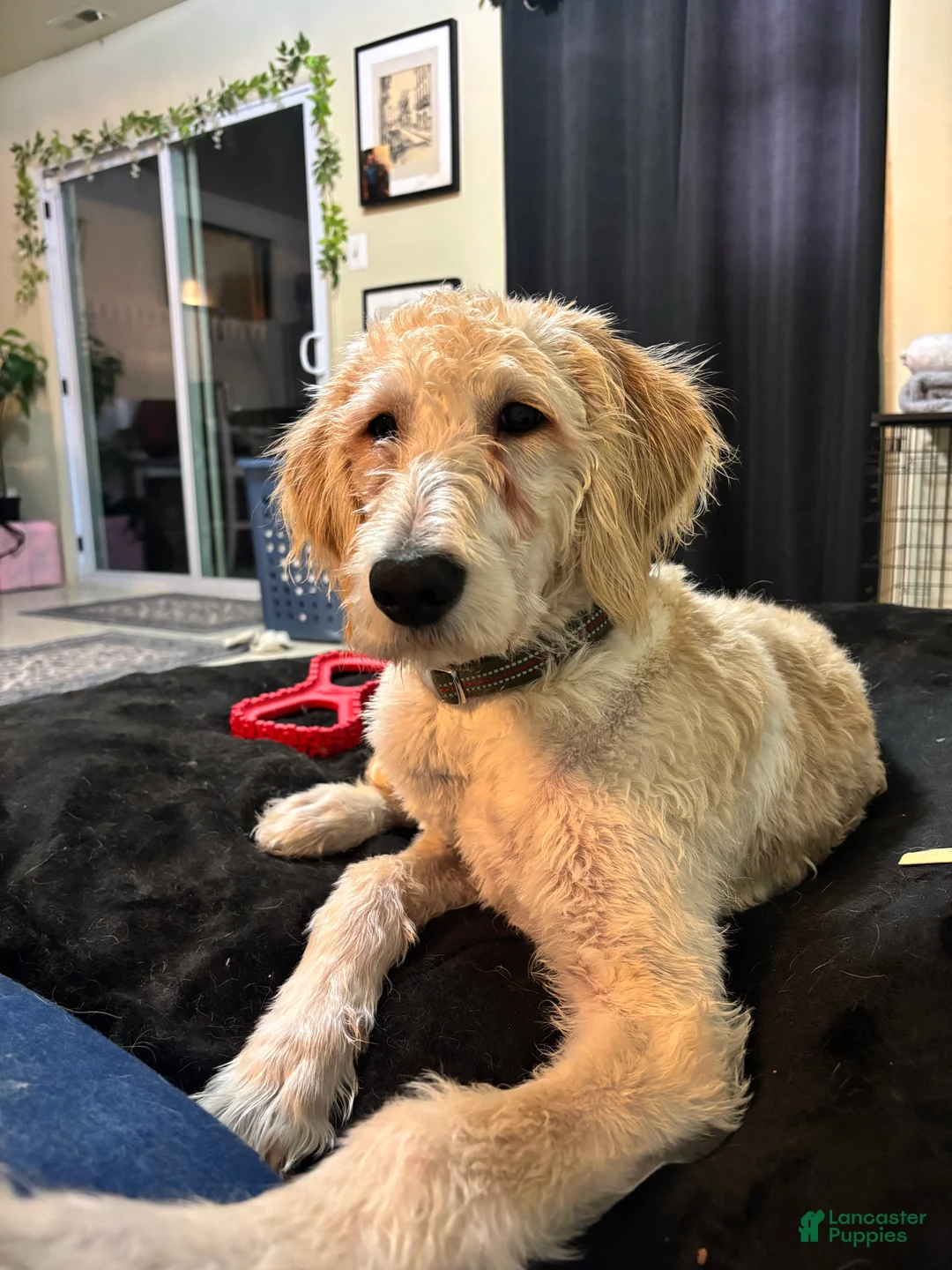 Mixed Breed dogs for sale: Mixed Breed Puppy 1 - Ad 1